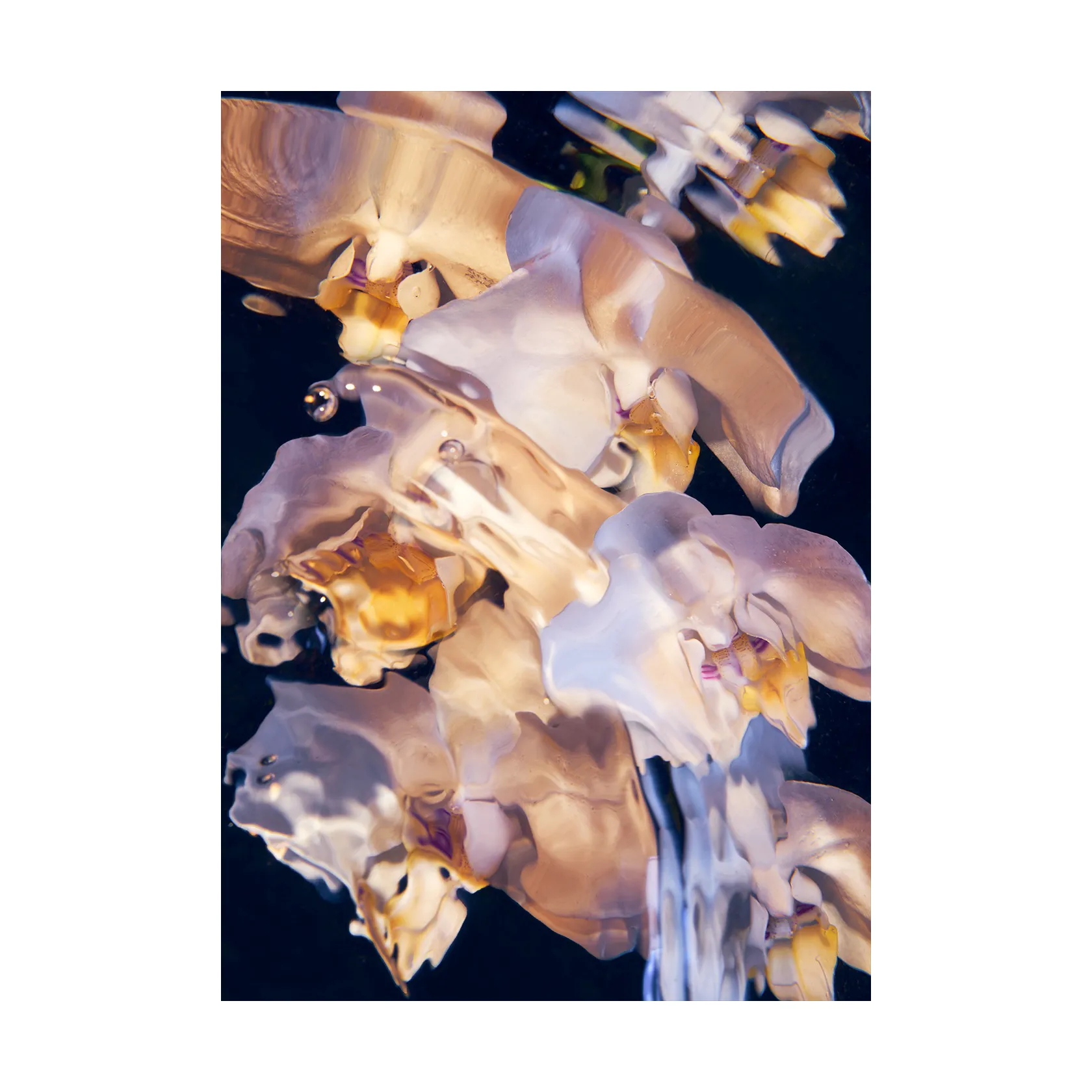 Paper Collective Poster Flora Aquatica
